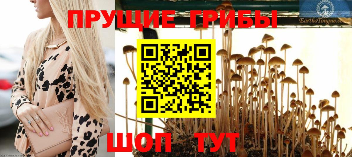 Галлюциногенные грибы Psilocybe  Псилоцибиновые грибы Psilocybe  Вход с VPN  Прохладный 